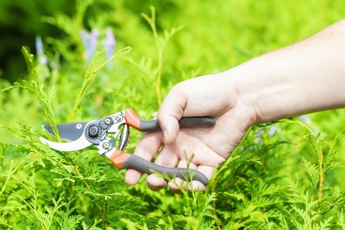 Healthy green grass being maintained by a lawn mowing service.