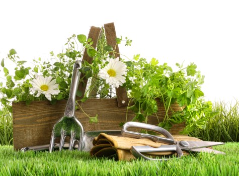Bank transfer and PayPal options for gardening services