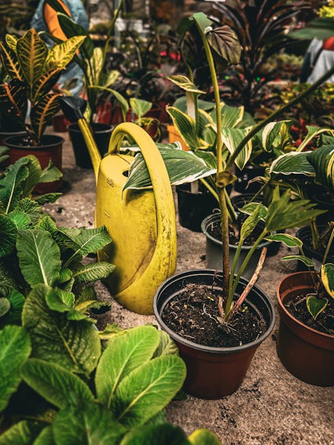 A close-up image of various potted plants arranged outdoors on a concrete surface, including broad-leaved tropical foliage with glossy green and variegated leaves. The pots are made of terracotta and 